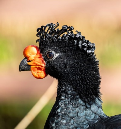 Wattled Curassow, by Danny Ye