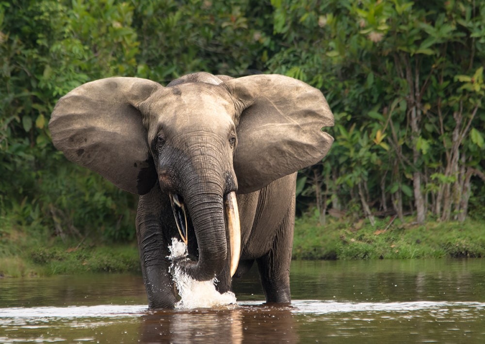 African Forest Elephant, by Michal Varga