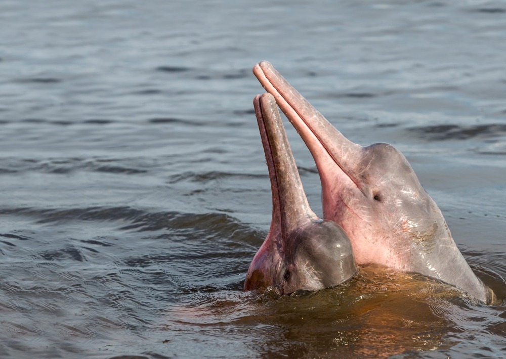 Amazon River Dolphin, by Coulanges