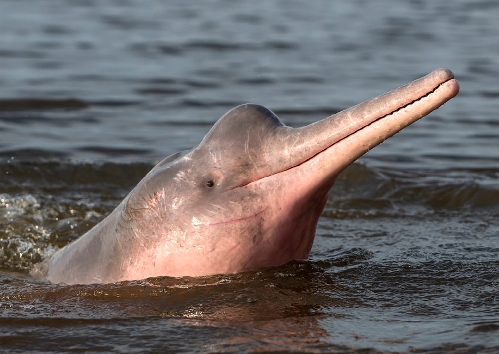 The Amazon River Dolphin, by Coulanges