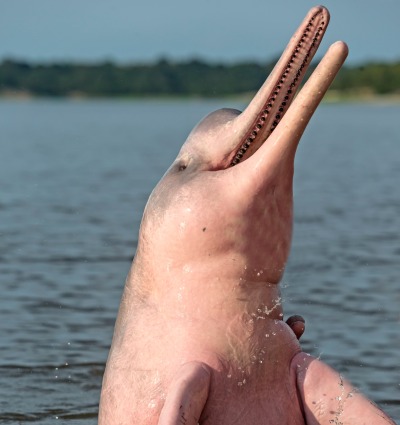 Amazon River Dolphin, by COULANGES