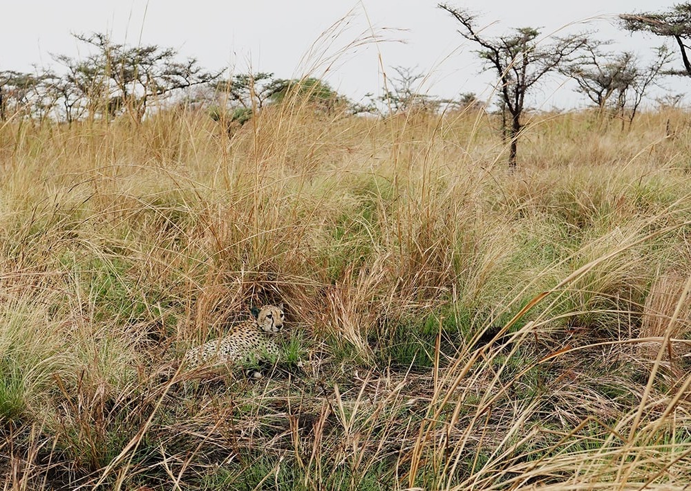 Cheetah in project landscape, courtesy of African Parks