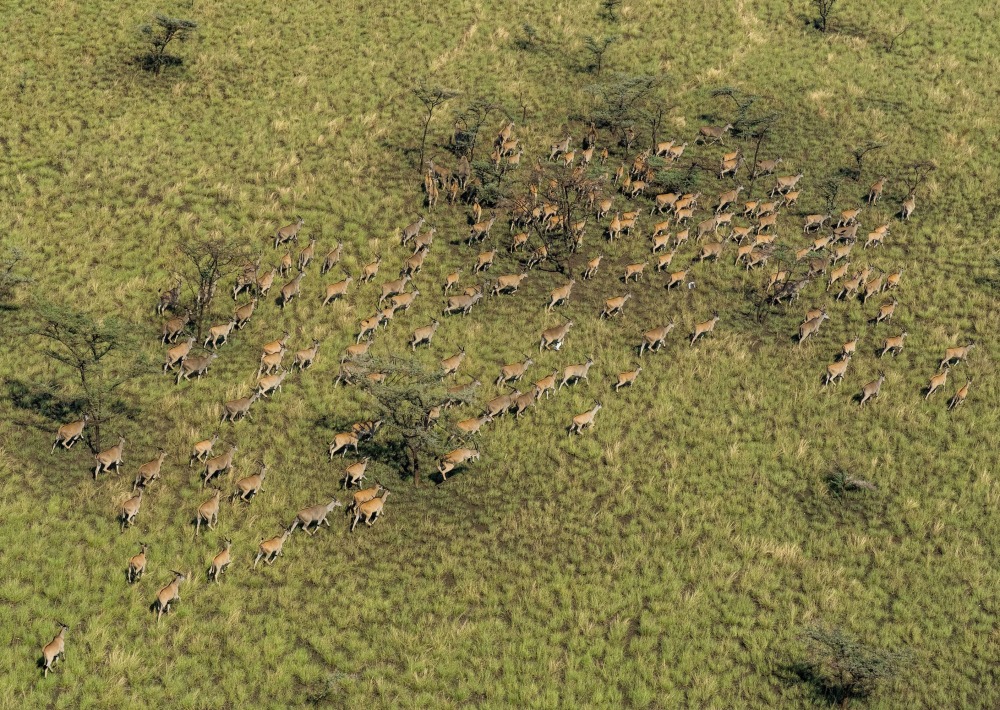 Eland in Boma and Badingilo National Parks, courtesy African Parks/Marcus Westberg