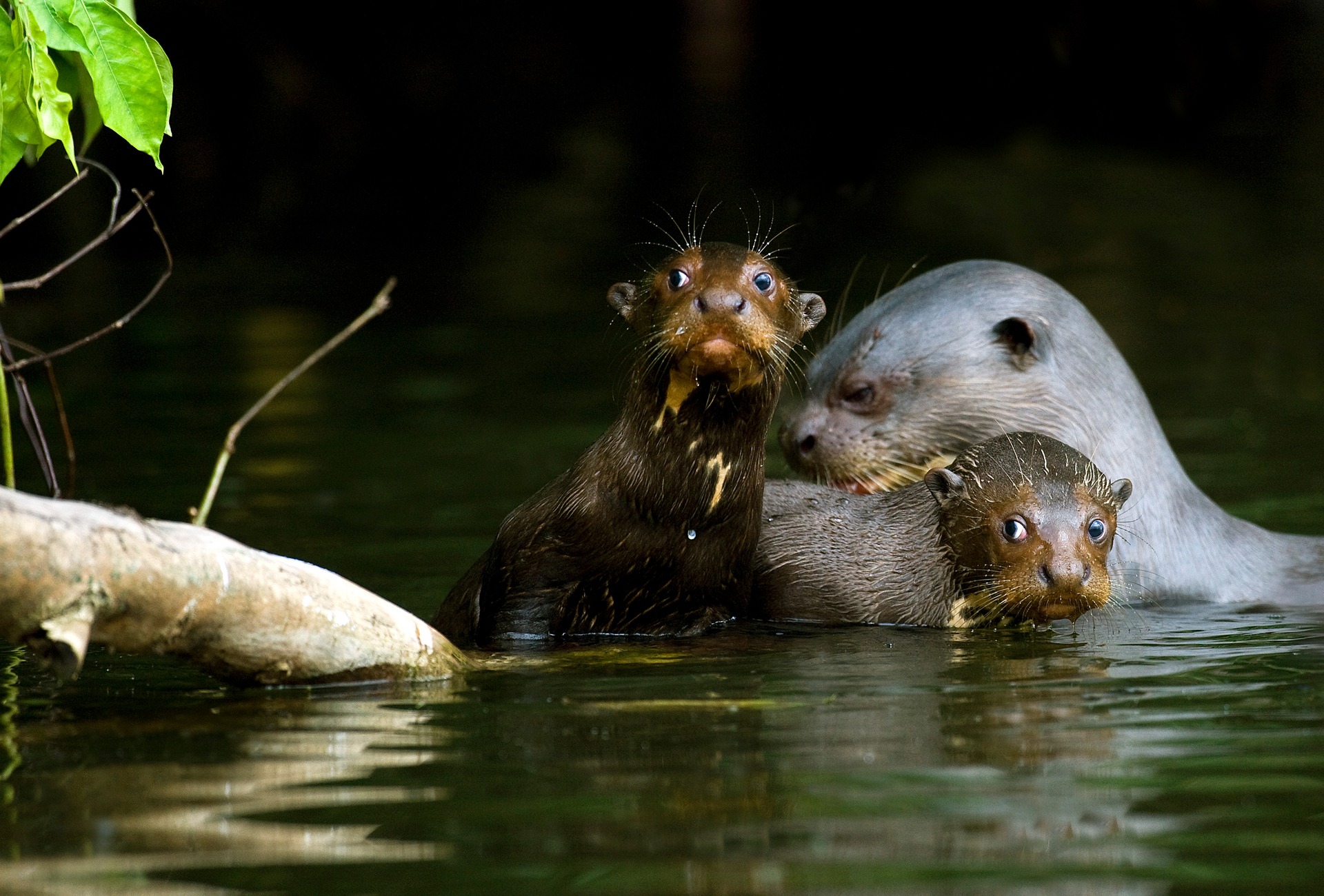 Giant Otter with pups, by Slowmotiongli