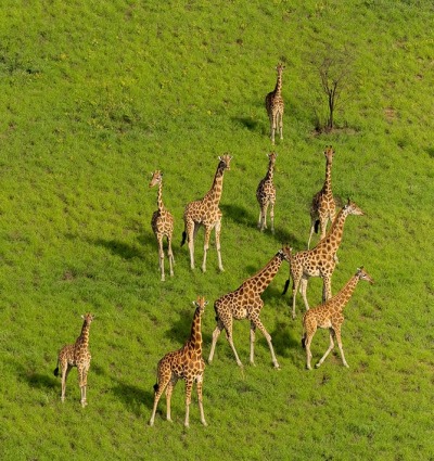 Giraffe in Boma and Badingilo National Parks, courtesy of African Parks/© Marcus Westberg