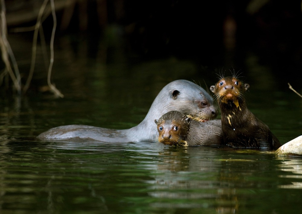 The Giant Otter, by Slowmotiongli