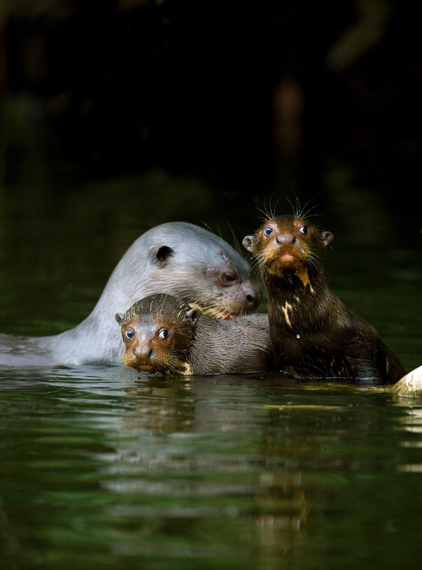 The Giant Otter, by Slowmotiongli