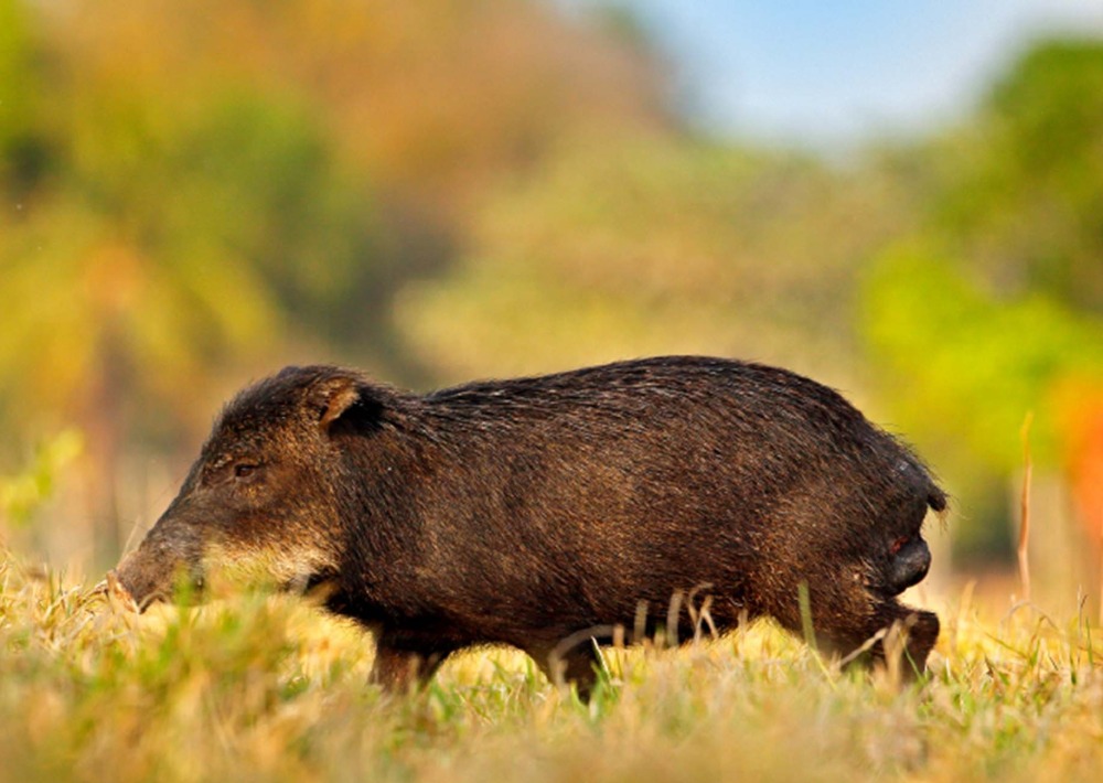 The White-lipped Peccary courtesy of Ondrej Prosicky