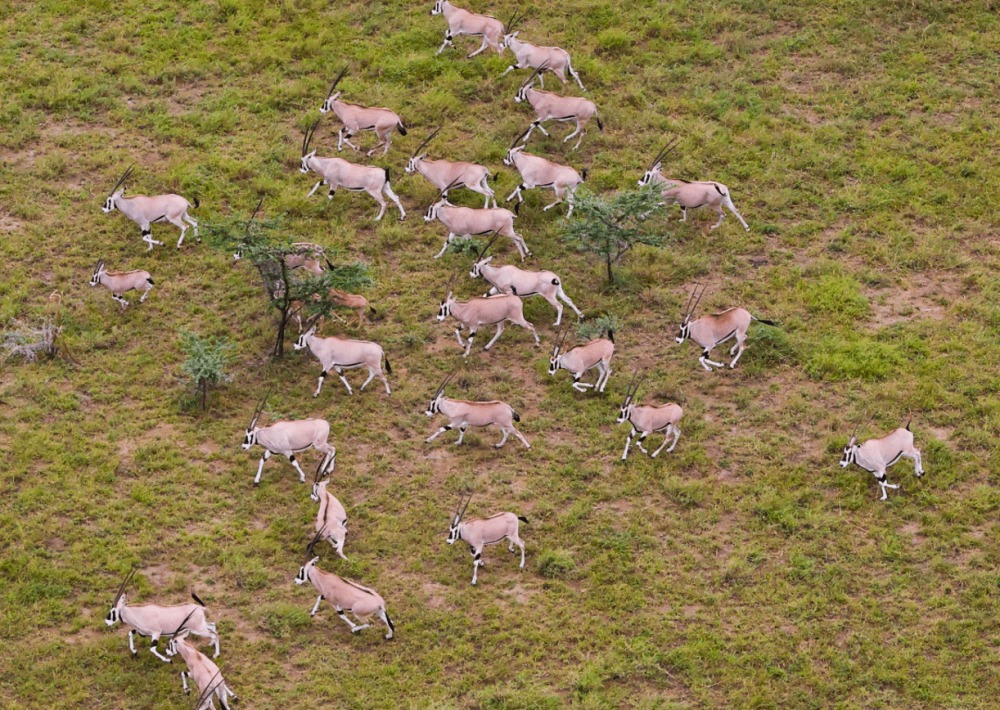 Beisa Oryx or East African Oryx, courtesy of African Parks/Mike Fay