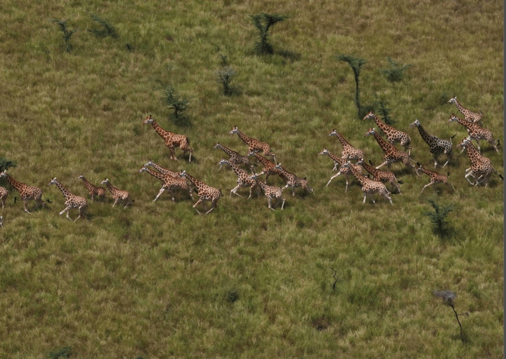 Herd of Giraffe, courtesy of African Parks/Mike Fay