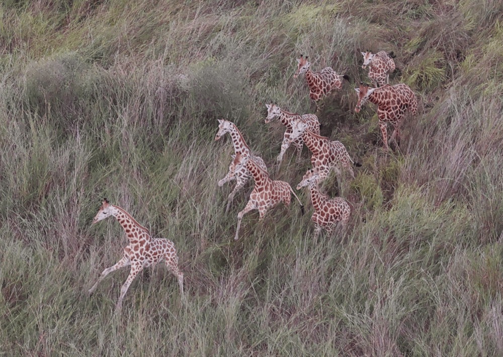 Herd of Giraffe, courtesy of African Parks/Mike Fay