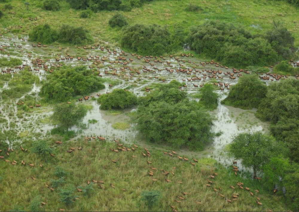 Antelope move through the project area, courtesy of African Parks/Mike Fay