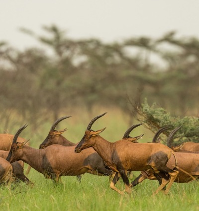 Tiang in Boma and Badingilo National Parks, courtesy African Parks/Marcus Westberg