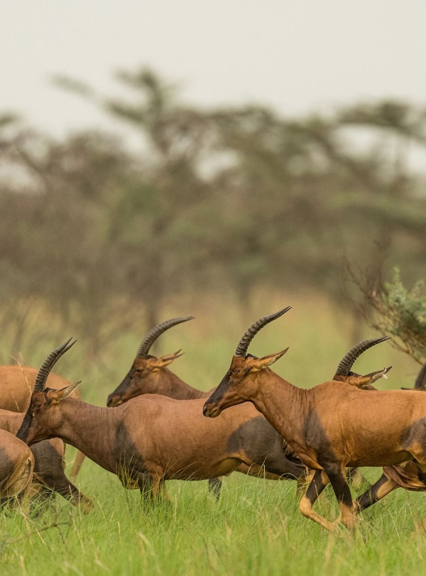 Tiang in Boma and Badingilo National Parks, courtesy African Parks/Marcus Westberg