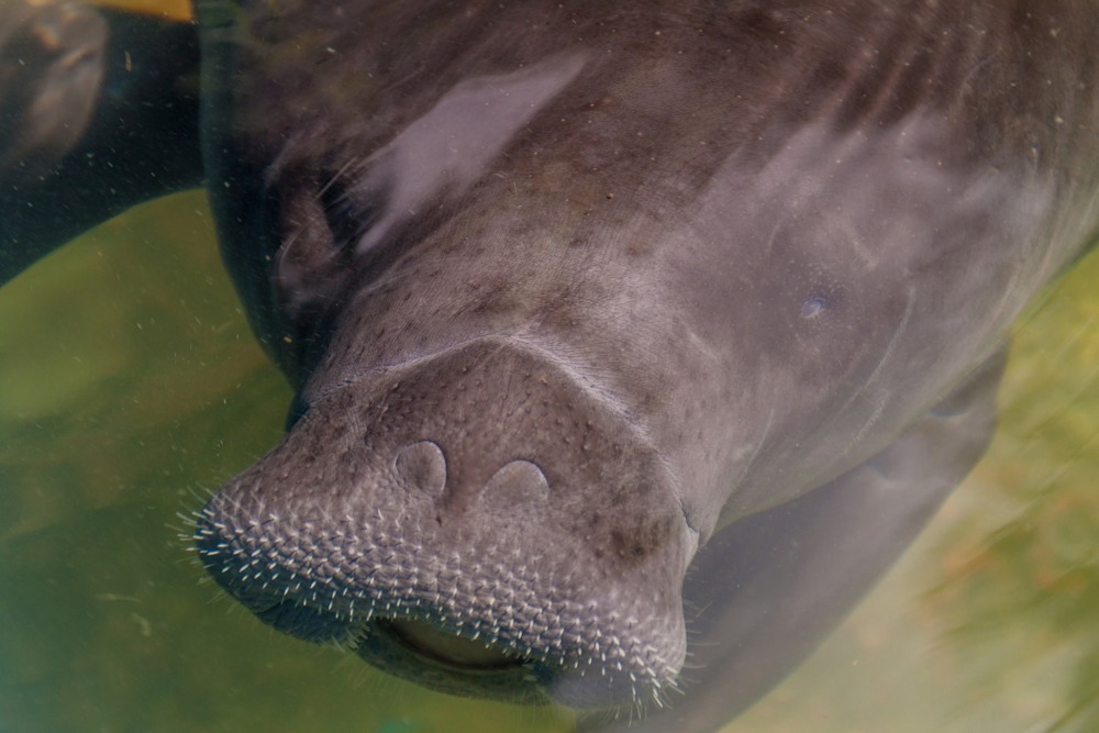 Amazonian Manatee, by Matyas Rehak