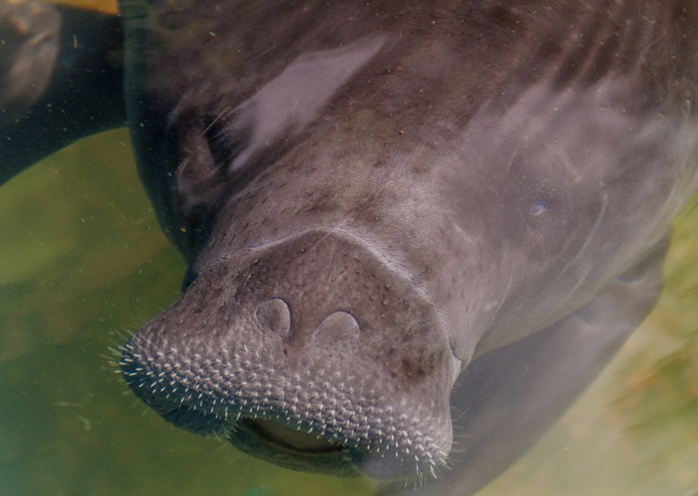 Amazonian Manatee, by Matyas Rehak