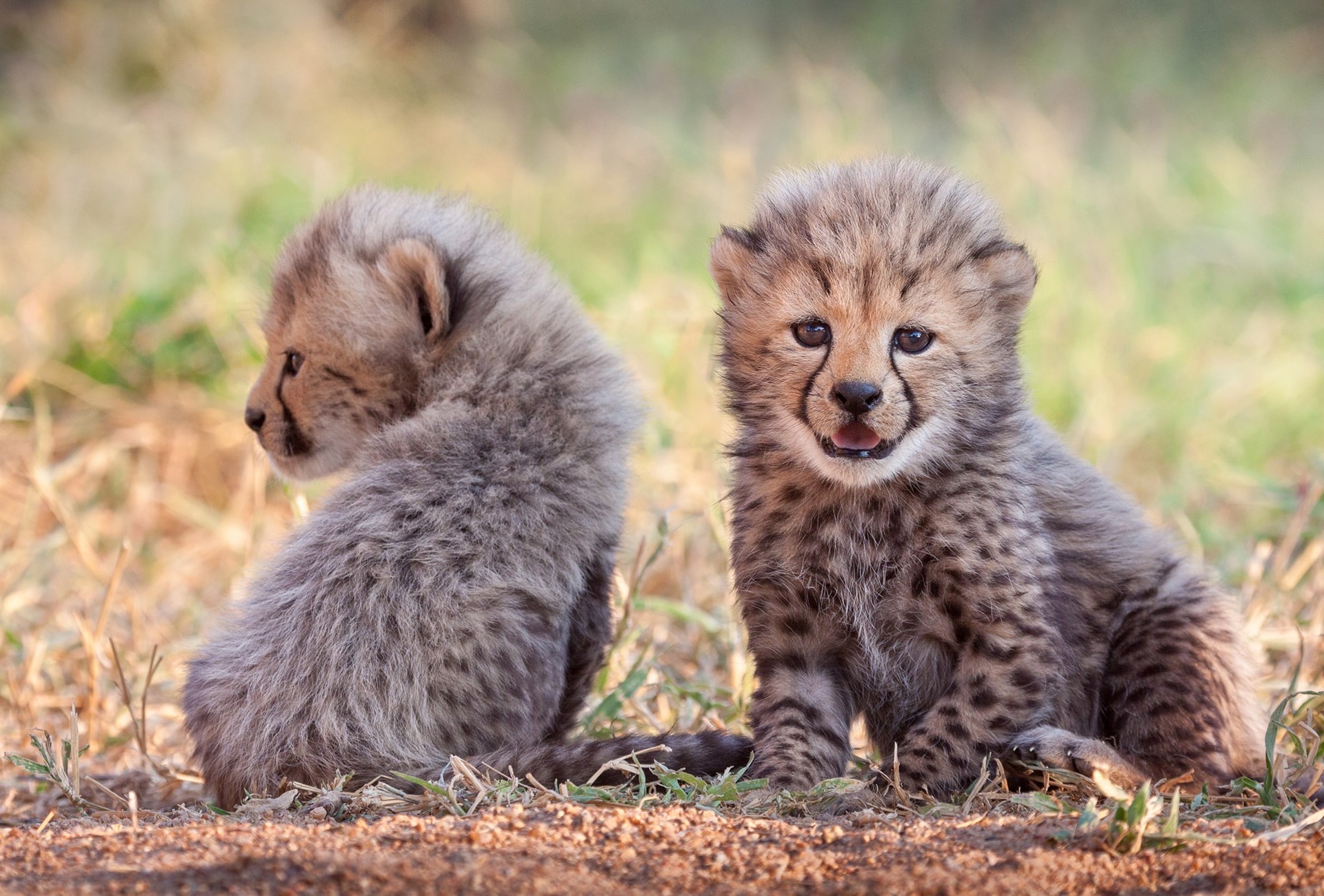 Cheetah cubs, by Stu Porter