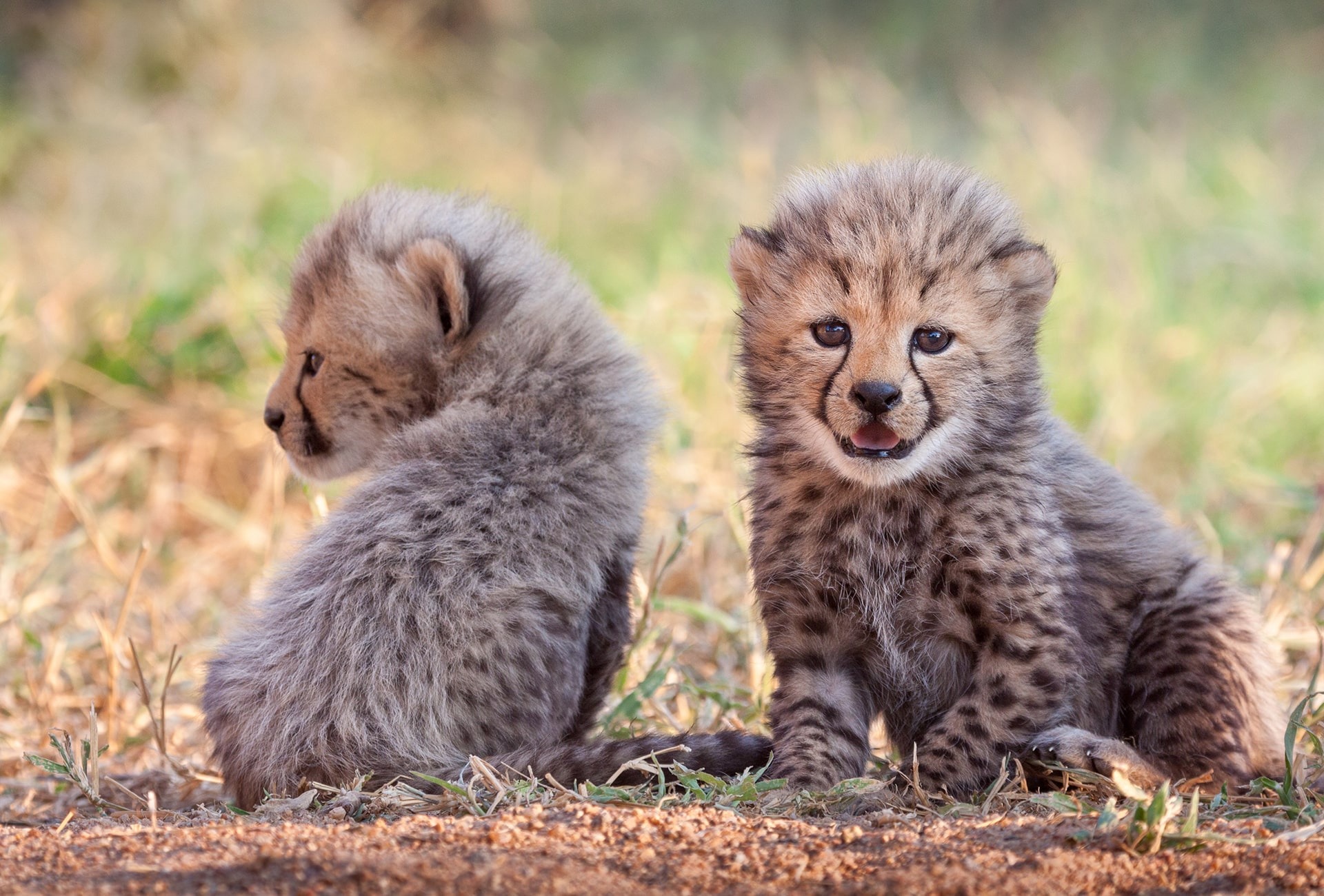 Cheetah cubs, by Stu Porter