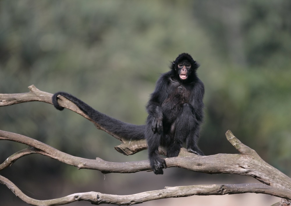 Black-faced Black Spider Monkey, by Mike Lane