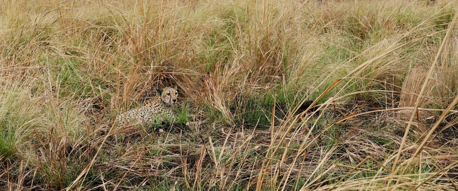 A cheetah lies in the project landscape, courtesy of African Parks/© Marcus Westberg