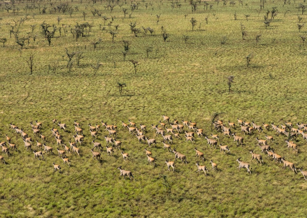 Eland in Boma and Badingilo National Parks, South Sudan, courtesy African Parks/© Marcus Westberg