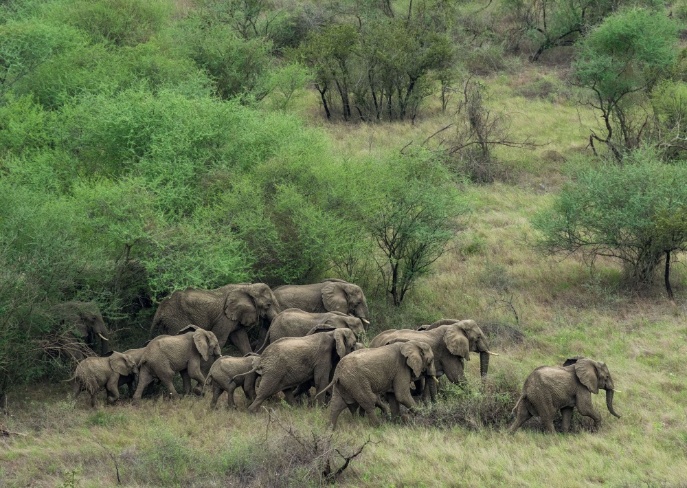 A herd of elephants in Boma and Badingilo National Parks, South Sudan, courtesy African Parks/© Marcus Westberg