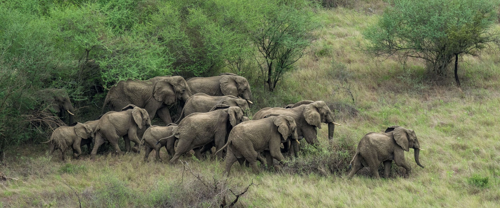 A herd of elephants in Boma and Badingilo National Parks, South Sudan, courtesy African Parks/© Marcus Westberg