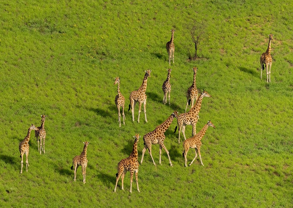 Giraffe in Boma and Badingilo National Parks, courtesy of African Parks/© Marcus Westberg