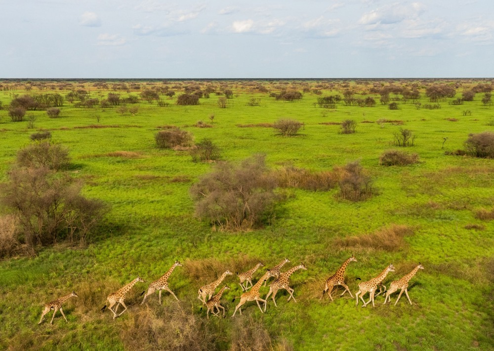 Giraffe in Boma and Badingilo National Parks, South Sudan, courtesy African Parks © Marcus Westberg