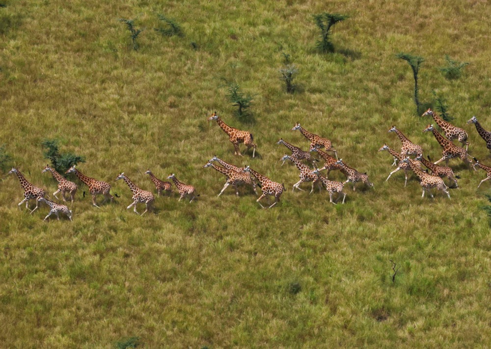 Herd of Giraffe in South Sudan, courtesy of African Parks/© Mike Fay