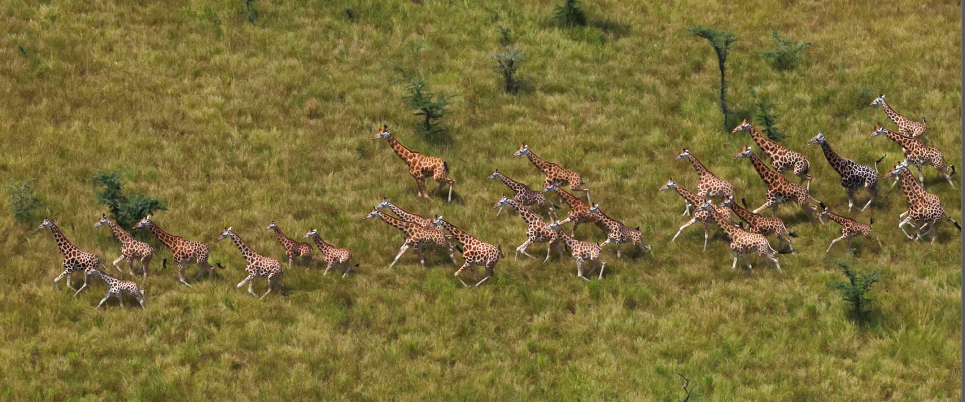 Herd of Giraffe in South Sudan, courtesy of African Parks/© Mike Fay