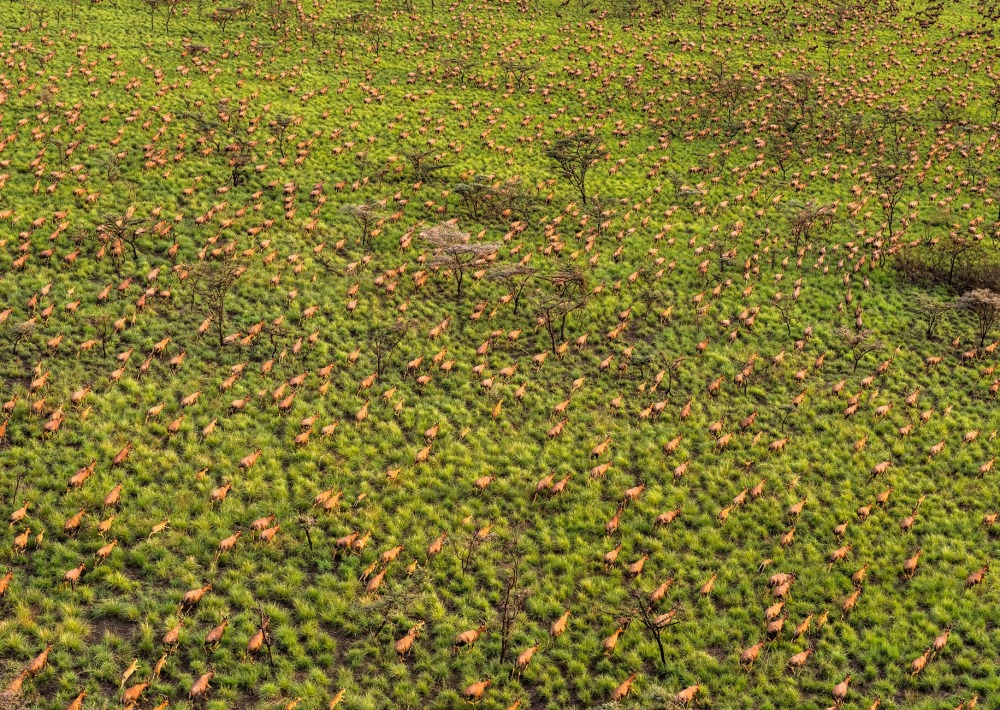 Tiang in Boma and Badingilo National Parks, courtesy African Parks/Marcus Westberg
