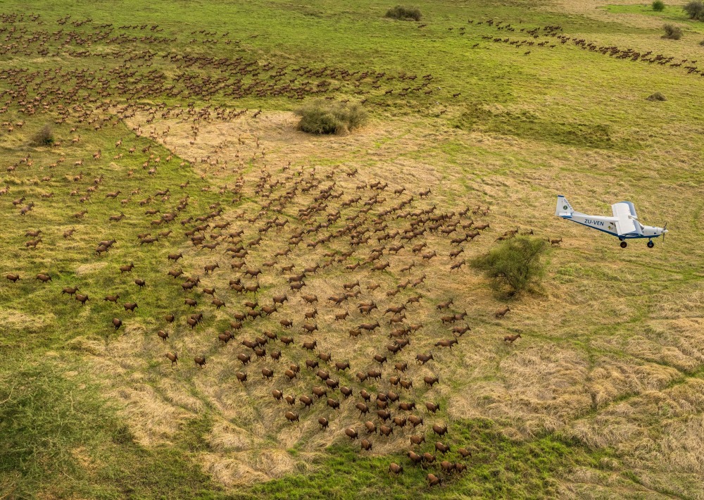 Tiang in Boma and Badingilo National Parks, South Sudan, courtesy African Parks/© Marcus Westberg