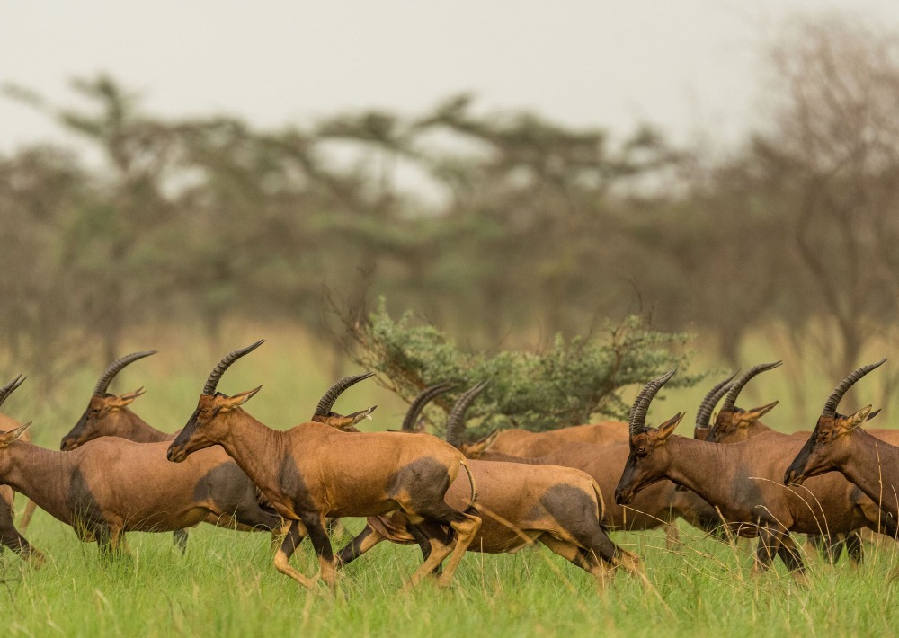 Tiang in Boma and Badingilo National Parks, South Sudan, courtesy African Parks/© Marcus Westberg