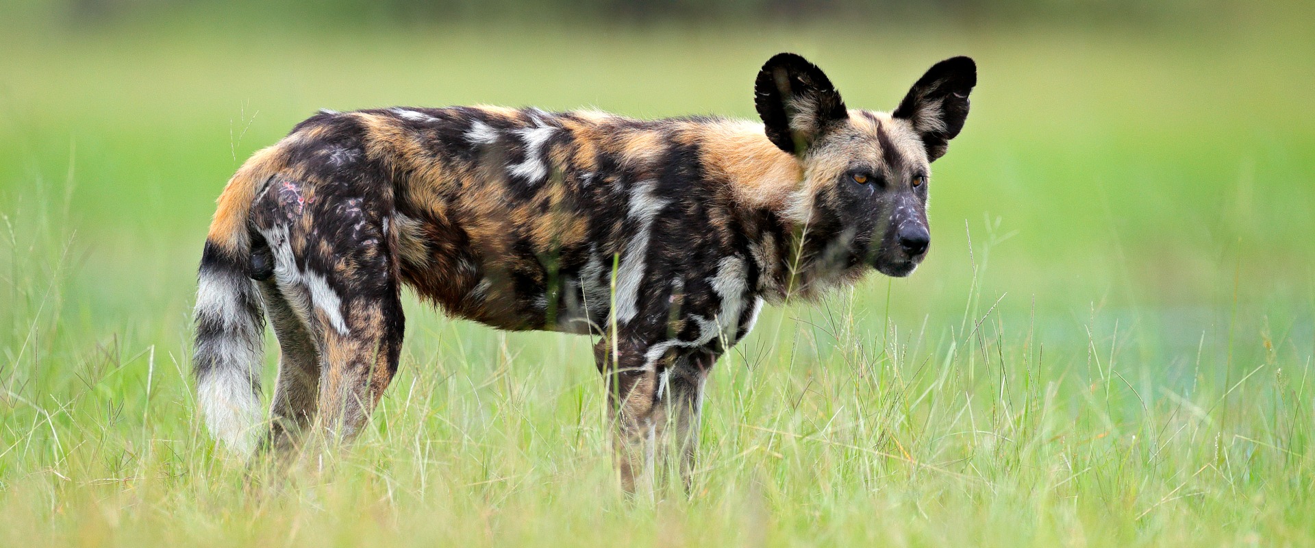 The African Wild Dog (CR), by Ondrej Prosicky