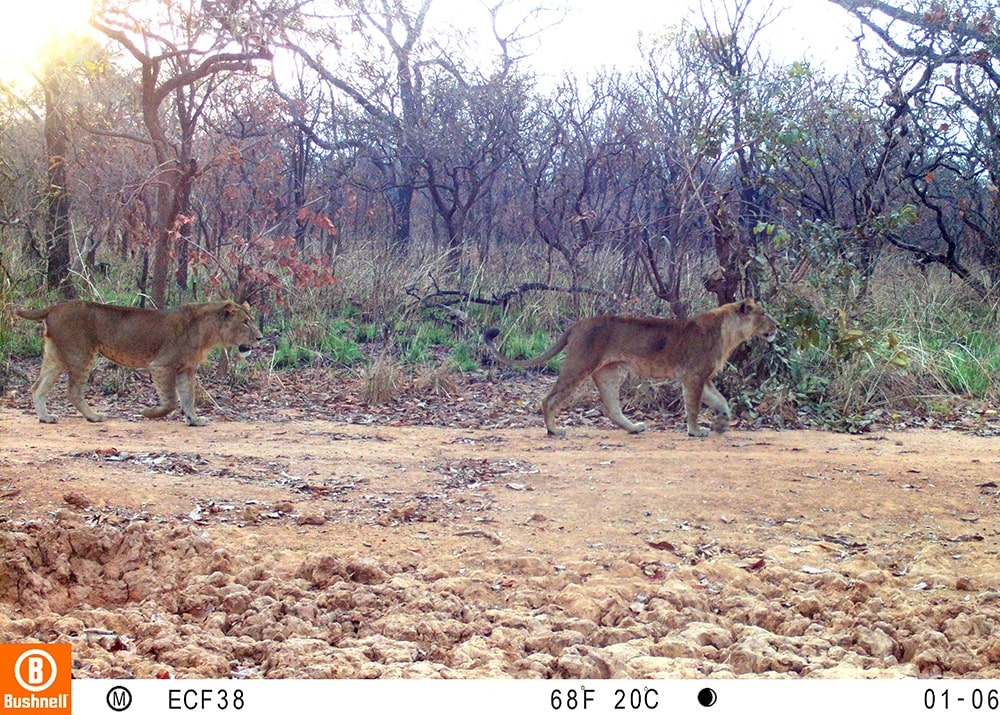 Northern lions on camera trap in Chinko, Central African Republic, by Aebischer Thierry