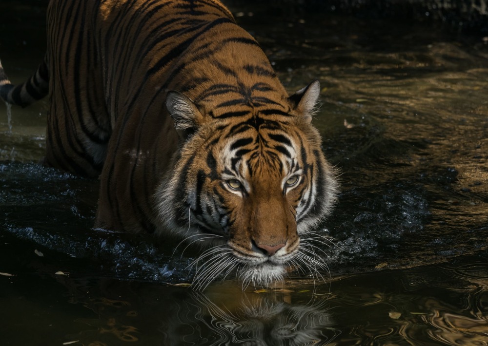 Malayan Tiger, by Matthew T Griffith