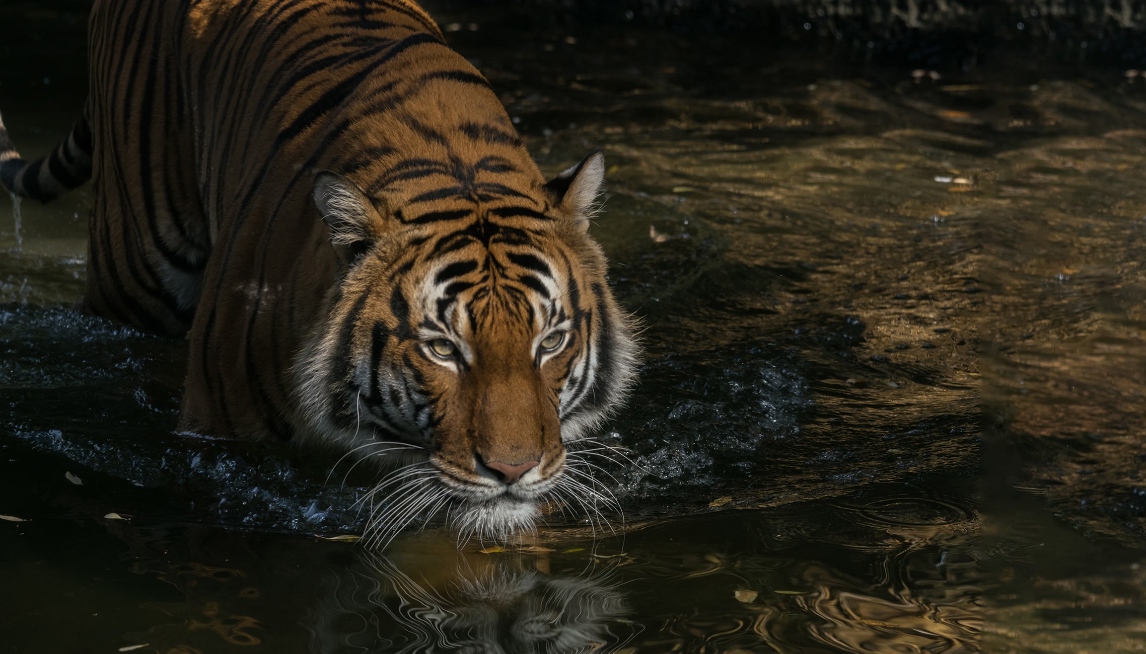 保护马来西亚大大小小的猫科动物的猫景观 – 雨林信托基金
