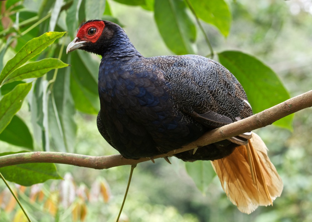 Malay Crestless Fireback, by Mohammad Johar Hussain