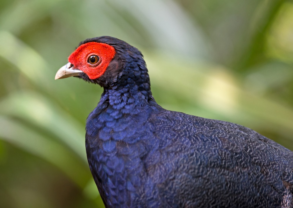 Malay Crestless Fireback, by grass-lifeisgood