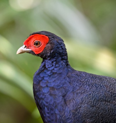 Malay Crestless Fireback, by grass-lifeisgood