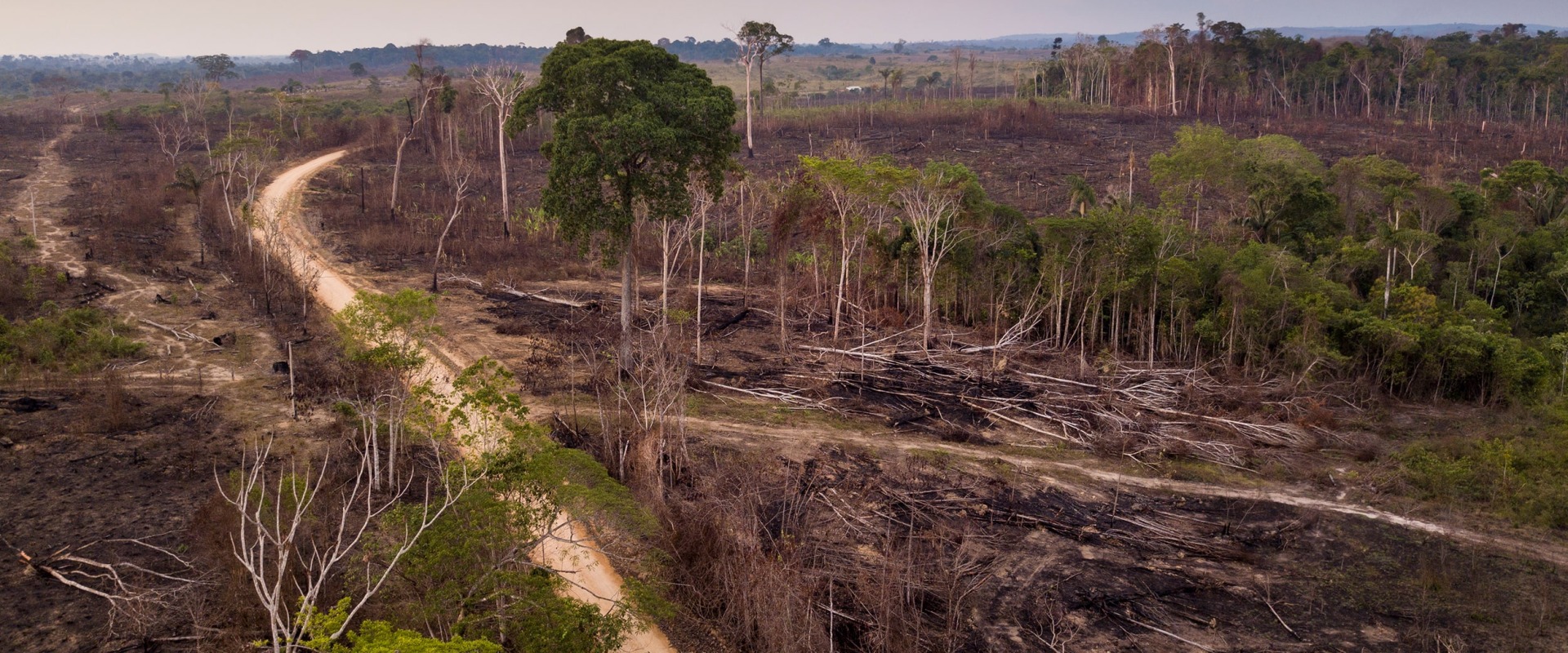 Deforestation in Brazil, by Paralaxis