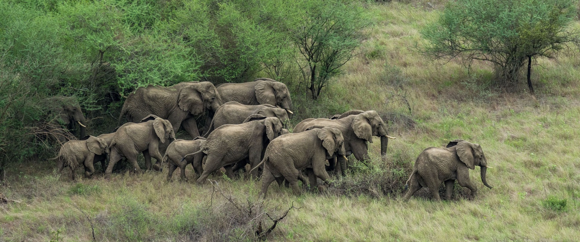 A herd of elephants in Boma and Badingilo National Parks, South Sudan, courtesy African Parks/© Marcus Westberg