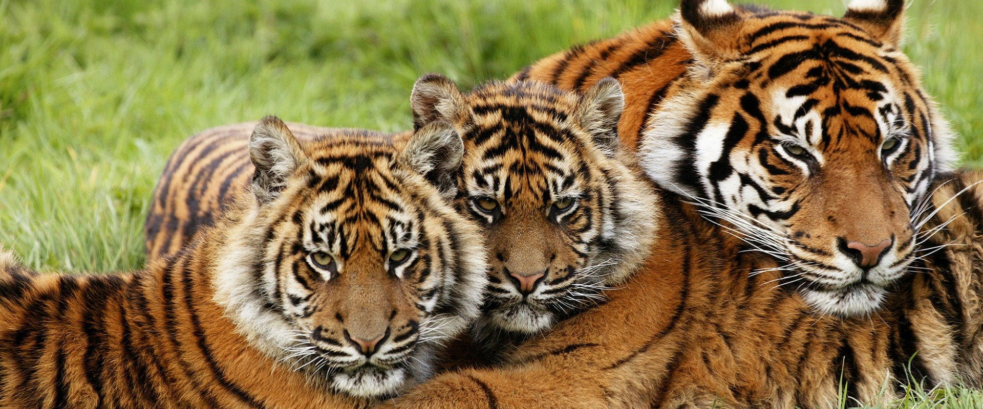 Female Sumatran Tiger with Cubs, by slowmotiongli