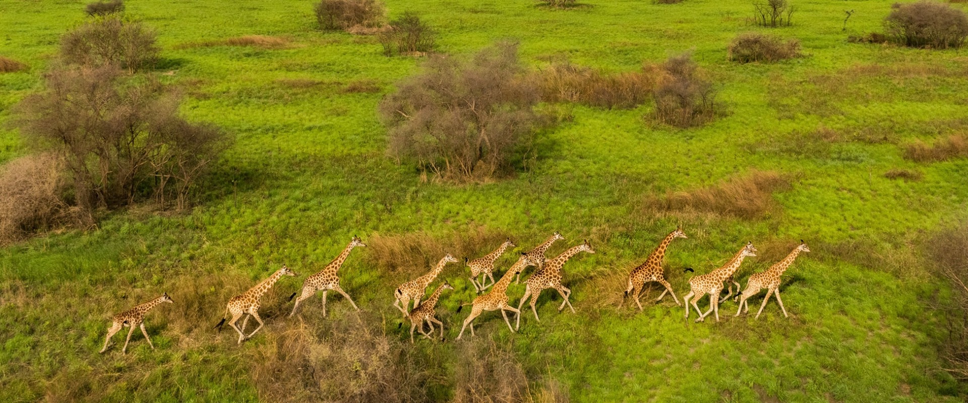 Giraffe in Boma and Badingilo National Parks, South Sudan, courtesy African Parks © Marcus Westberg