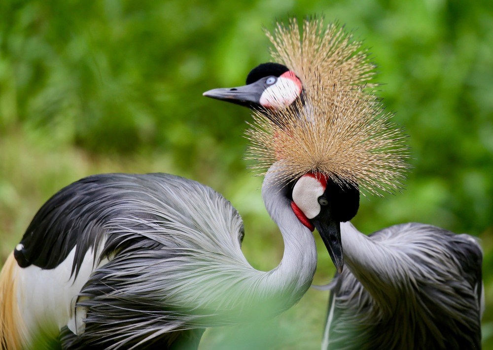 Grey Crowned Crane, by Richardmak