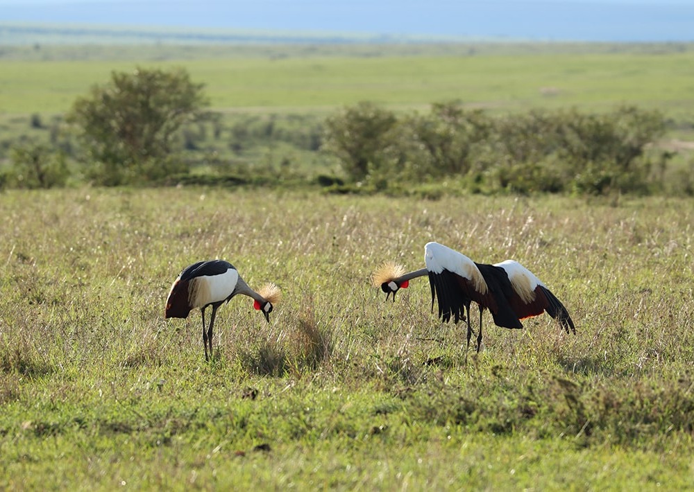 The Grey Crowned Crane courtship dance, by Marie Lemerle