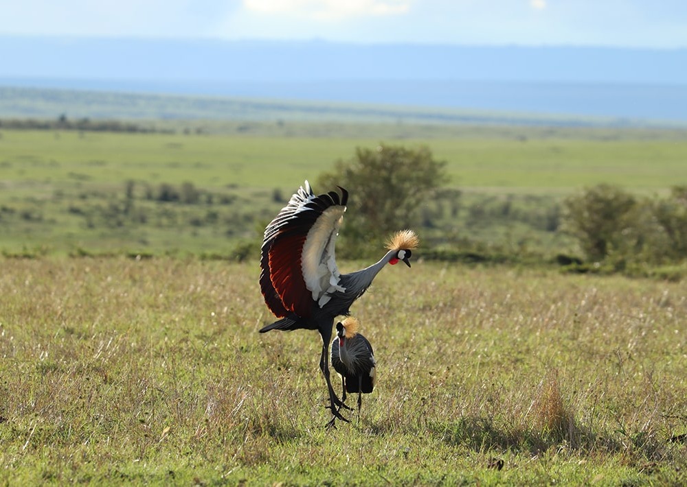 The Grey Crowned Crane courtship dance, by Marie Lemerle