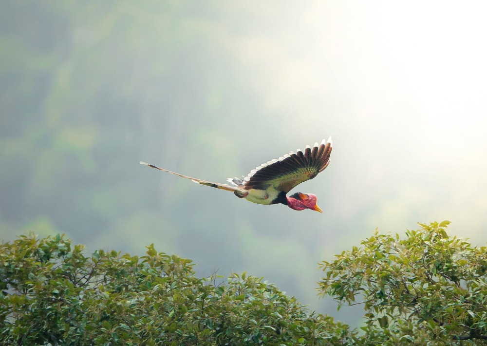 Helmeted Hornbill, by Red Ivory