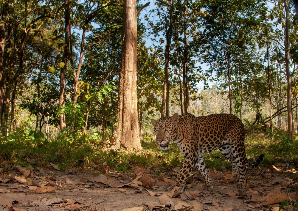 Indochinese Leopard, by Dome Pratumtong